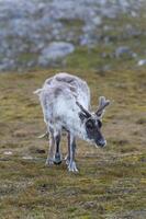 svalbard renne, rangifère tarandus platyrhynchus, dans le toundra, Spitzberg île, svalbard archipel, Norvège photo