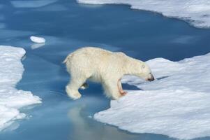 Masculin polaire ours, Ursus maritime, en marchant sur le pack glace, Spitzberg île, svalbard archipel, Norvège, L'Europe  photo