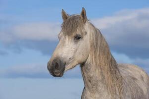 camargue cheval étalon, bouches du Rhône, France photo