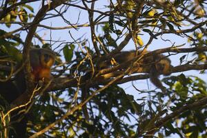 rouge ventre titi singe, plecturocèbe Moloch, dans ses Naturel environnement, amazone bassin, Brésil photo