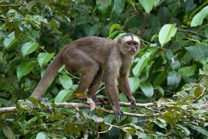 blanc devant capucin, cebus les albifrons, amazone bassin, Brésil photo