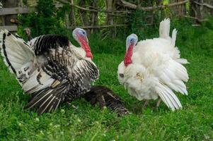 dans une rustique paramètre, une blanc et une marron dinde vitrine leur coloré têtes et éventé plumes au milieu de le verdoyant herbe, leur présence évoquant une pastorale calme. photo