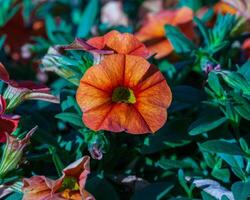 une pot de fleur avec Orange million cloches fleurs sur le patio photo