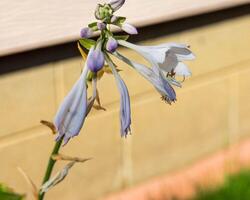 nombreuses blanc et lavande hosta fleurit dans le hosta jardin photo