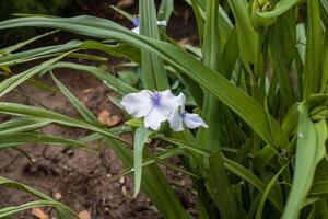 proche en haut de une blanc les veuves larmes fleur dans le jardin photo