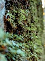 mousse végétaux, comprenant parasite végétaux, interférer avec autre les plantes photo