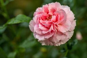 forme et couleurs de Princesse meiko Rose cette épanouissement photo