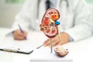 un rein maladie, chronique un rein maladie ccd, médecin avec Humain modèle à étude et traiter dans hôpital. photo