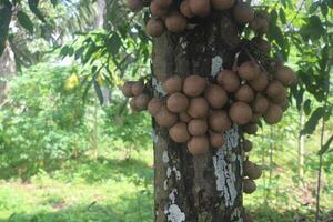 stéléchocarpe burahol, aussi connu comme quille ou burahol, est une arbre a cru à induire parfumé transpiration et réduire le tranchant odeur de urine. dans Anglais, cette arbre est connu comme le burahem ou quille arbre photo