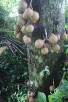 stéléchocarpe burahol, aussi connu comme quille ou burahol, est une arbre a cru à induire parfumé transpiration et réduire le tranchant odeur de urine. dans Anglais, cette arbre est connu comme le burahem ou quille arbre photo