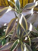 une plante avec Jaune et vert feuilles photo