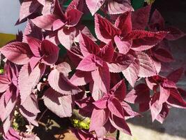 une plante avec violet feuilles dans une pot photo