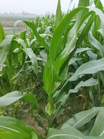 une champ de blé est croissance dans le milieu de une champ photo