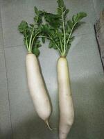 deux blanc des radis séance sur Haut de une table photo