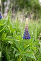 lupin fleurs épanouissement dans sauvage Prairie photo