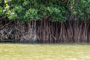 Naturel Contexte de vert les mangroves, dans Mexique, avec espace pour texte photo