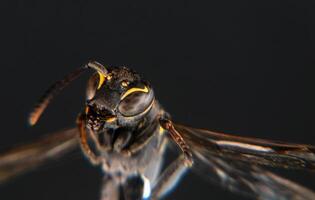 guêpe insecte macro photo avec espace pour texte