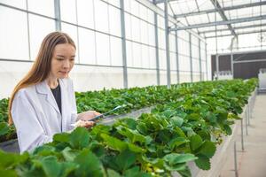 agriculture scientifique dans serre biologique fraise ferme pour plante recherche intelligent travail femme. photo