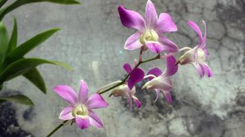 proche en haut vue de violet fleurs photo