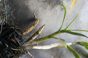 les plantes dans câble des pots à l'extérieur photo