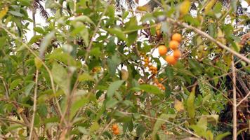 petit Jaune fruit pendaison sur une arbre photo