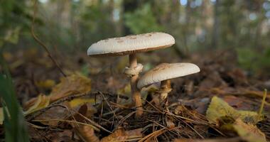 le parasol champignon dans le forêt dans l'automne saison. macrolépiota procéder, fermer photo