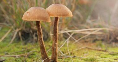 champignons dans le sauvage forêt dans l'automne saison. fermer photo