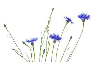 sauvage fleur bleuet. Naturel Contexte. centaurée cyanus. photo