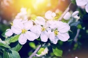 flou. printemps. épanouissement branche Pomme. la nature photo