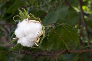 gossypium arboreum, coton usine, avec espace pour texte photo