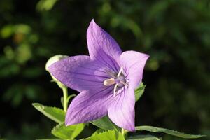 proche en haut de une violet ballon fleur sur le arbre photo