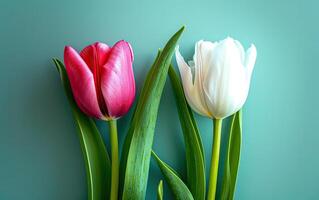 ai généré vibrant rose et blanc tulipes ensemble contre turquoise Contexte photo