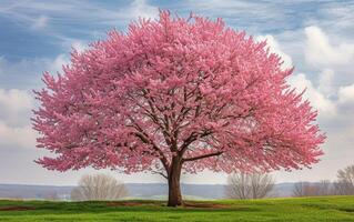 ai généré une magnifique Cerise arbre dans plein floraison, ses soumissionner fleurs création un enchanteur afficher de la nature élégance photo