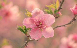 ai généré une vibrant rose pêche fleur fleurit gracieusement sur une radiant printemps journée photo