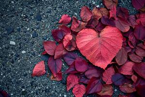 ai généré une vibrant rouge en forme de coeur feuille parmi autre feuilles sur une gravier surface photo