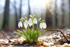 ai généré perce-neige fleurs épanouissement dans neige couvrant. premier printemps fleurs photo