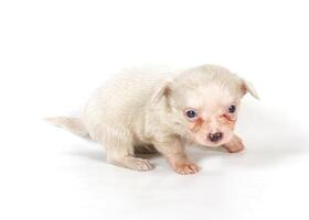 chihuahua chiot chien photo