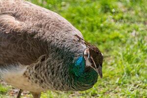 bel oiseau paon photo