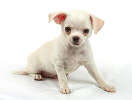 mignonne petit chihuahua chiot séance sur blanc à la recherche à caméra isolé photo