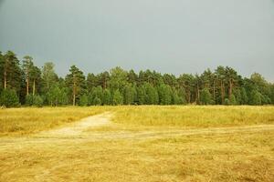 russe forêt arbre photo