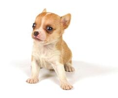 marrant chiot chihuahua pose photo