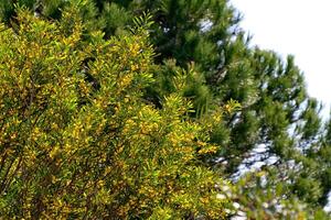 mimosa à fleurs jaunes photo