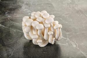 Japonais Shimeji champignon pour cuisine photo