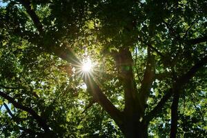 Soleil des rayons brille par chêne arbre feuilles photo