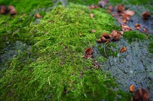 macro coup de Naturel mousse photo