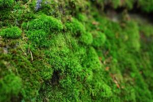 macro coup de Naturel mousse photo