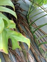 une plante sur le mur. verticale fleur photo