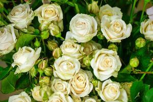 élégant blanc des roses avec vert feuilles photo