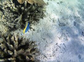 sous-marin photo de pâle coraux avec poisson à le Maldives.