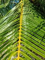 proche en haut de Profond vert paume feuilles dans le Soleil. photo